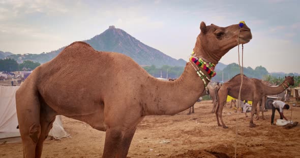 Camels at Pushkar Mela Camel Fair Festival in Field Eating Chewing at Sunrise. Pushkar, Rajasthan