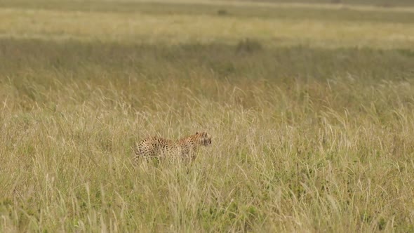 Cheetah Strolling in Tall Grass of African Savanna