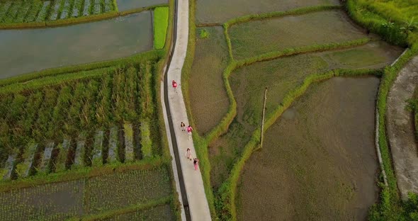 Group of kids having fun and playing outdoors between rice paddy fields during sunny day in Asia