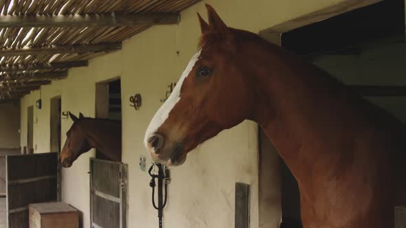 Dressage Horse waiting in a stable