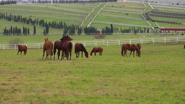 Horses Grazing on the Field