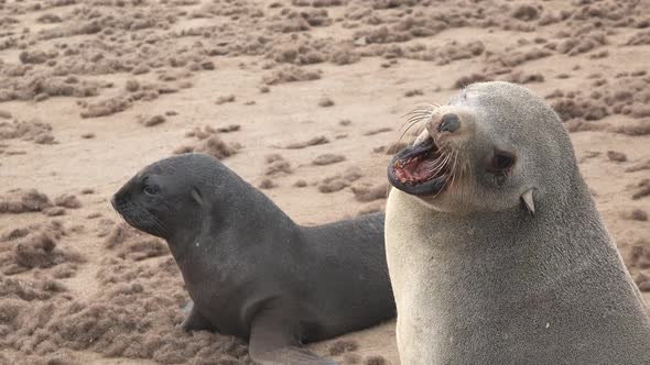 Rookery of a Seal Colony on the Atlantic Ocean in Namibia