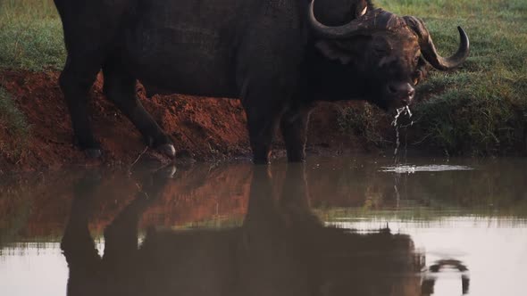 An African Buffalo Drinking In The Pond Located In The Safari Of El K In Kenya. -wide shot
