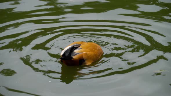 Ruddy Shelduck on Water