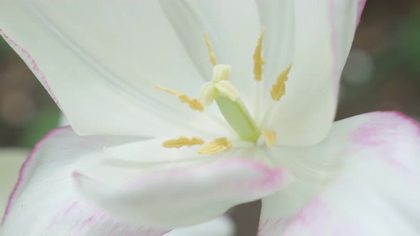 White Tulipa Purissima flower bud  on the wind 4K 2160p UltraHD footage - White  Fosteriana  tulip p
