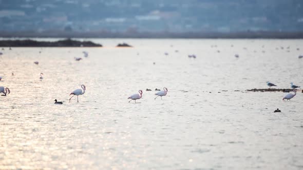 Flamingo bird nature wildlife reserve delta ebro lagoon