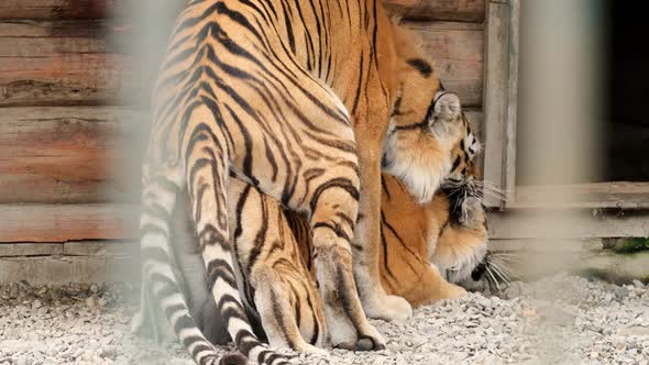 The Process of Mating in a Family of Lions