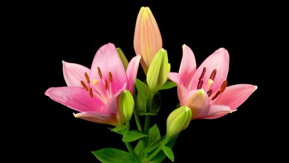 Time Lapse of Opening Beautiful Pink Lily Flower
