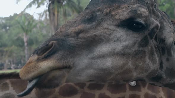 Brave Tourist Feeds Funny Brown Giraffe with Corn in Zoo