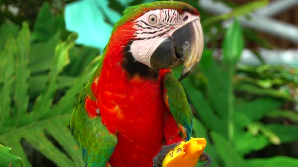 Macaw parrot with green head and wings, red breast and teal tail eating mango fruit in its natural h