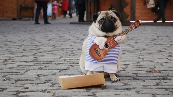 Cute Funny Pug Dog Earning with Playing Music on Guitar on the City Street