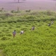Farmers working in agricultural fields, Mayapur, India. 4k aerial  - VideoHive Item for Sale