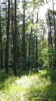 Vertical Video of a Summer Green Forest with Trees During the Day Slow Motion