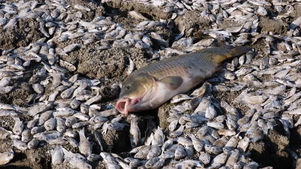 Fish at the bottom of the dried up lake