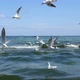 Seagulls Flying - VideoHive Item for Sale