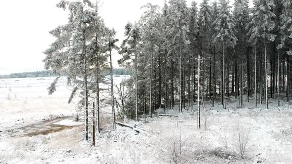 A snow-covered field and pine tree forest are revealed from a rising drone.