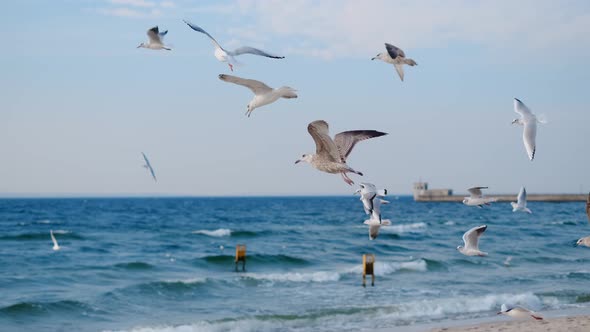 Seagulls and Albatrosses Soar in the Sky in Slow Motion Over the Ocean Coast Close Up Video of the