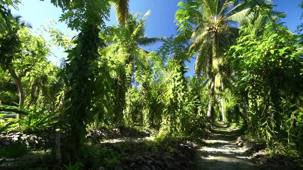 Tropical Vanilla Plantation