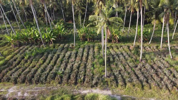 Pineapple farm under coconut tree plantation