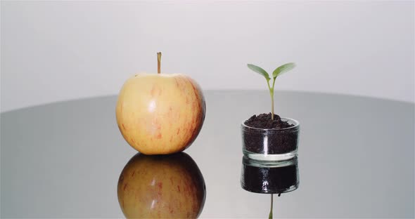 Fresh Ripe Apple and Small Young Apple Tree - Fruits Production Concept