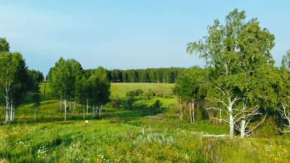 Aerial View of Green Forest