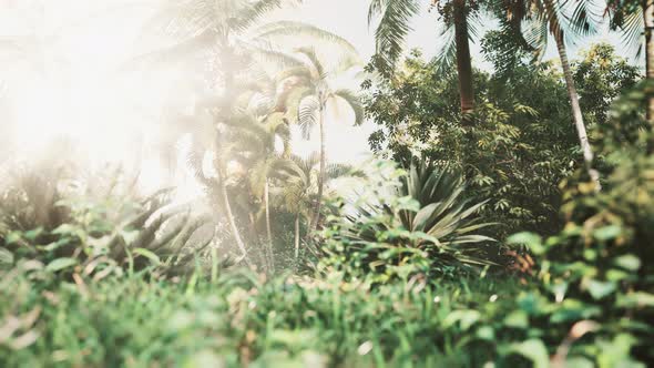 Tropical Garden with Palm Trees in Sun Rays