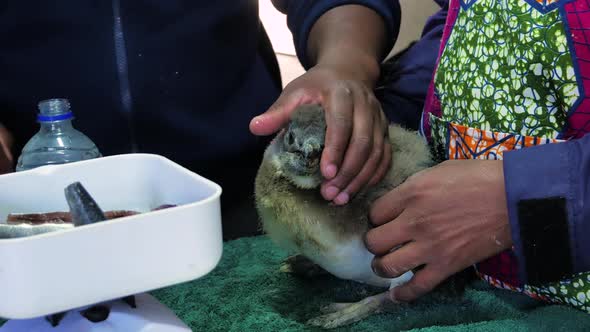 Force feeding a rescued African penguin chick with down feathers fish, side view in Gansbaai, South