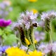 Close up of Bee On Wildflowers - VideoHive Item for Sale