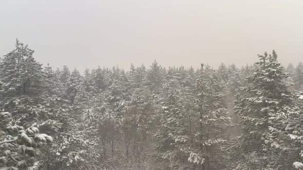 Misty winter morning in the woods 4K drone video