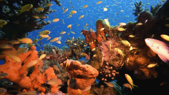 Tropical Underwater Reef Sea Fish