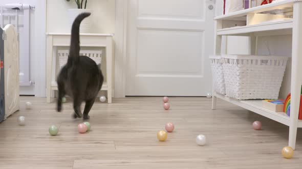 Adult Gray Cat Playing with Ball Toy at Home