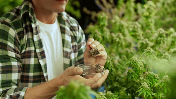 Marijuana Farmer Tests Marijuana Buds in Curative Marijuana Farm