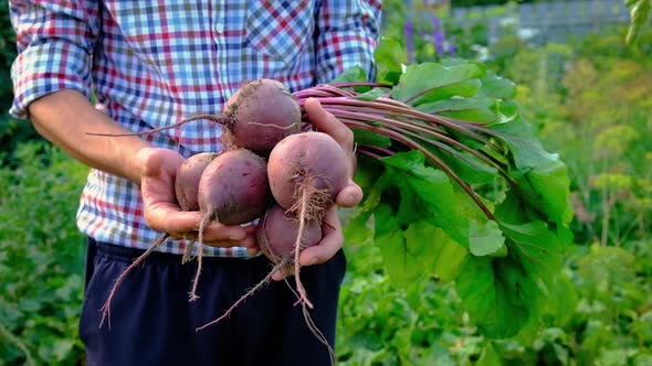 Harvest Beets in the Garden in the Hands of a Male Farmer