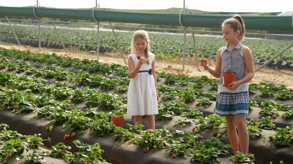 Girls holding strawberries in the farm 4k