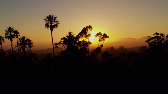 Aerial shot of a row of palm trees at Sunset