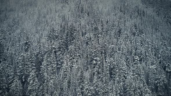 Mood Filter On Snowy Trees Aerial Background