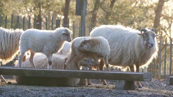 Sheep and Lambs in spring season, new life