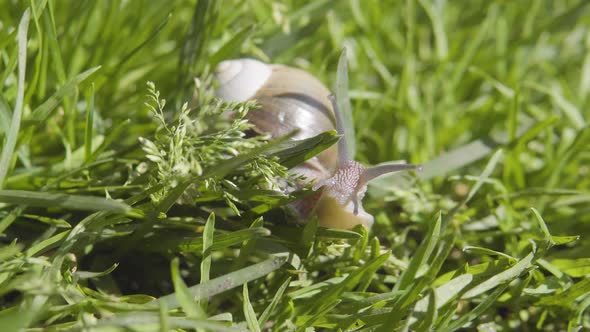 Snail On The Grass 1