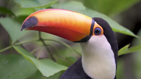 Extreme close up shot of a Toco Toucan surrounded by green jungle leaves looking around
