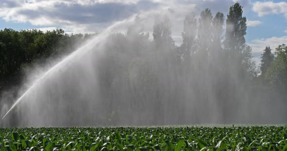 Sprinkler system Irrigating a field of maize, Loiret, France
