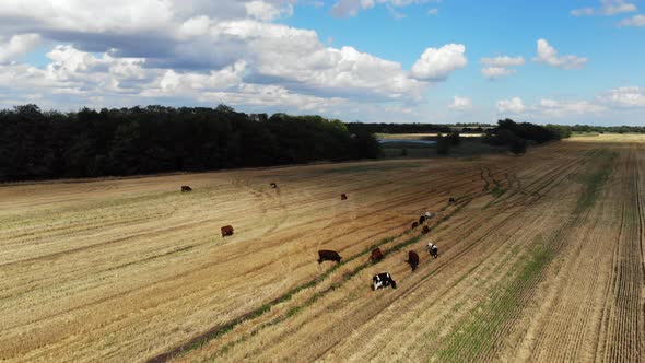 Aerial view of the cows. Drone video of the cows.