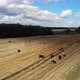 Aerial view of the cows. Drone video of the cows. - VideoHive Item for Sale