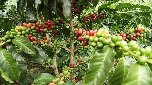 Coffee Plantation Colombia