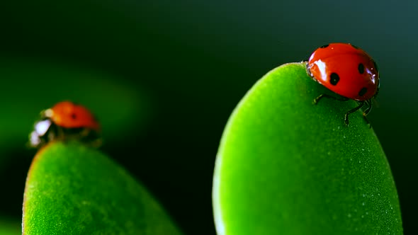 Pair of Red Ladybug Crawl on Blade of Grass Against Nature Background