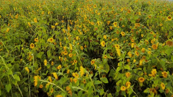 Aerial view flying closely above a patch of sunflowers damaged by heavy winds and rain, crop damage