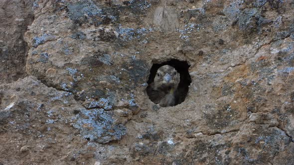 Small Gray Brown Bird and Little Birdhouse Nest in The Hole of The Rock Wall