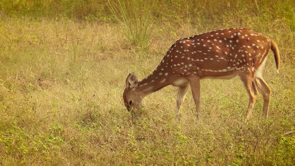 Chital or Cheetal, Also Known As Spotted Deer, Chital Deer, and Axis Deer
