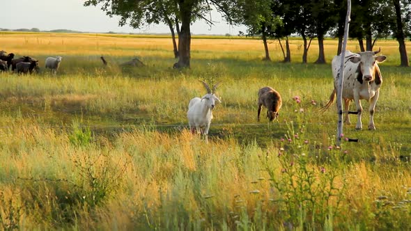 Cows graze in the meadow. Herd of cows at sunset. Farm for breeding cattle.