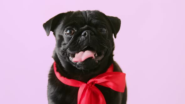 Portrait cute little black pug dog wearing red bow looking at camera