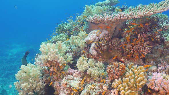 Tropical Fish on Vibrant Coral Reef